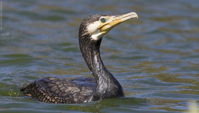 February Sightings | Scottish Wildlife Trust