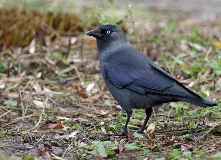 Identifying Rooks  BTO - British Trust for Ornithology