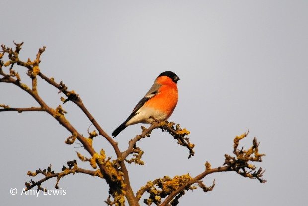 Bullfinch ©Amy Lewis