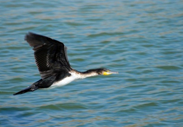 Cormorant © Zsuzsanna_Bird