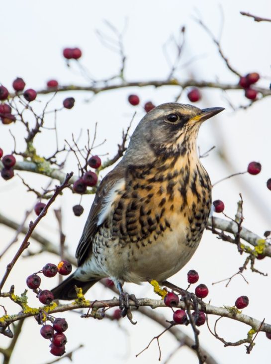 Fieldfare © Don Sutherland