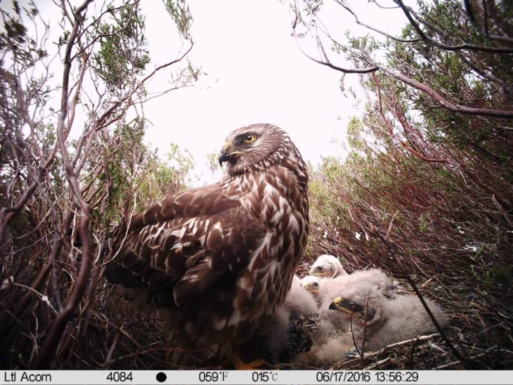 Hen harrier © Scottish Natural Heritage