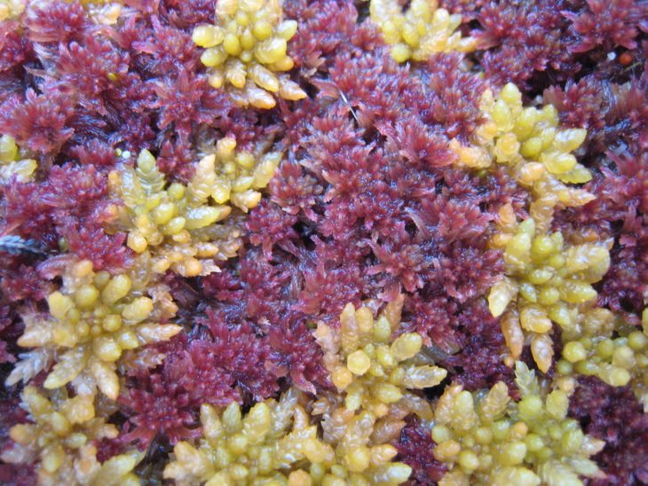 Sphagnum moss