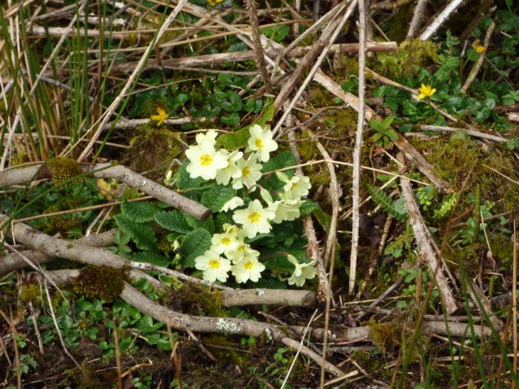 Flowering primrose 