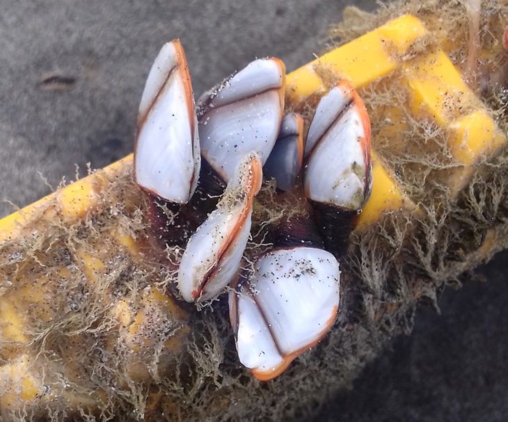 goose barnacles