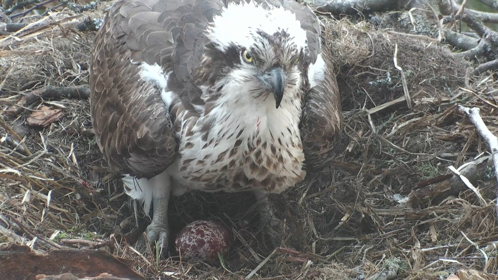 The first egg is here! | Scottish Wildlife Trust