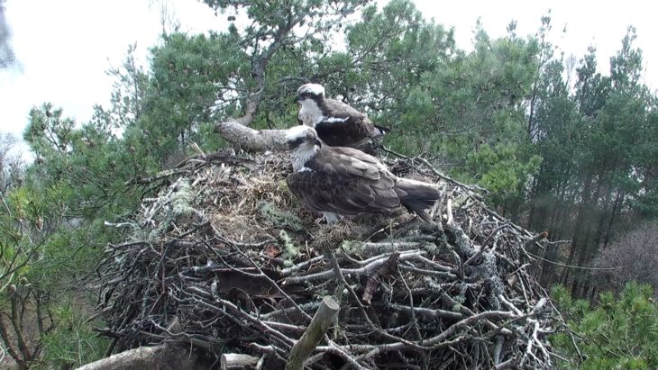 how many eggs do osprey lay