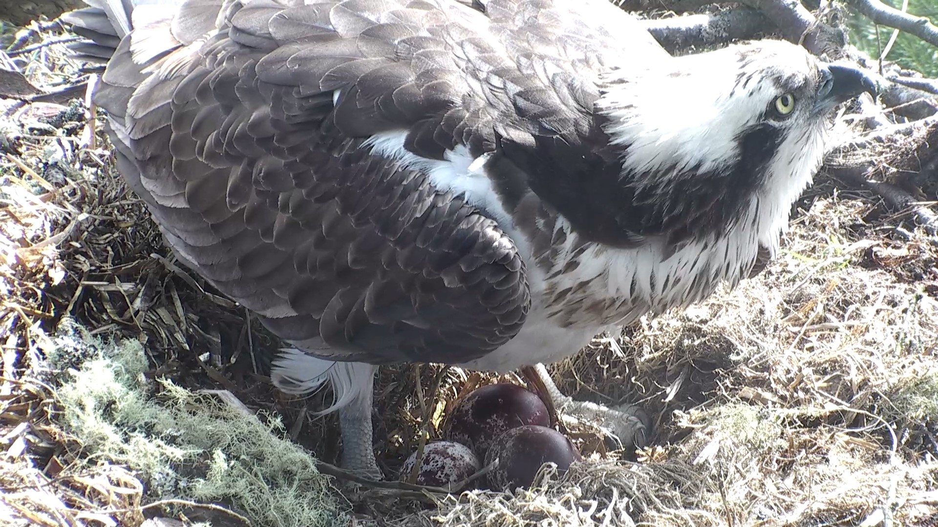 how long do osprey eggs take to hatch