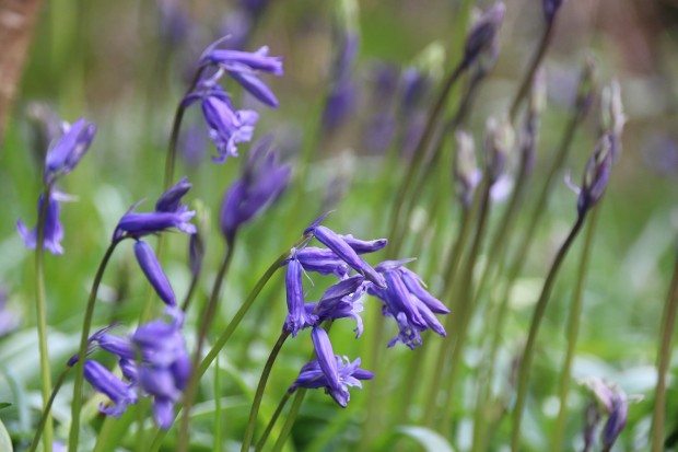 Bluebells © Lara Howe