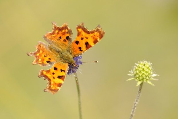 Comma ©Amy Lewis