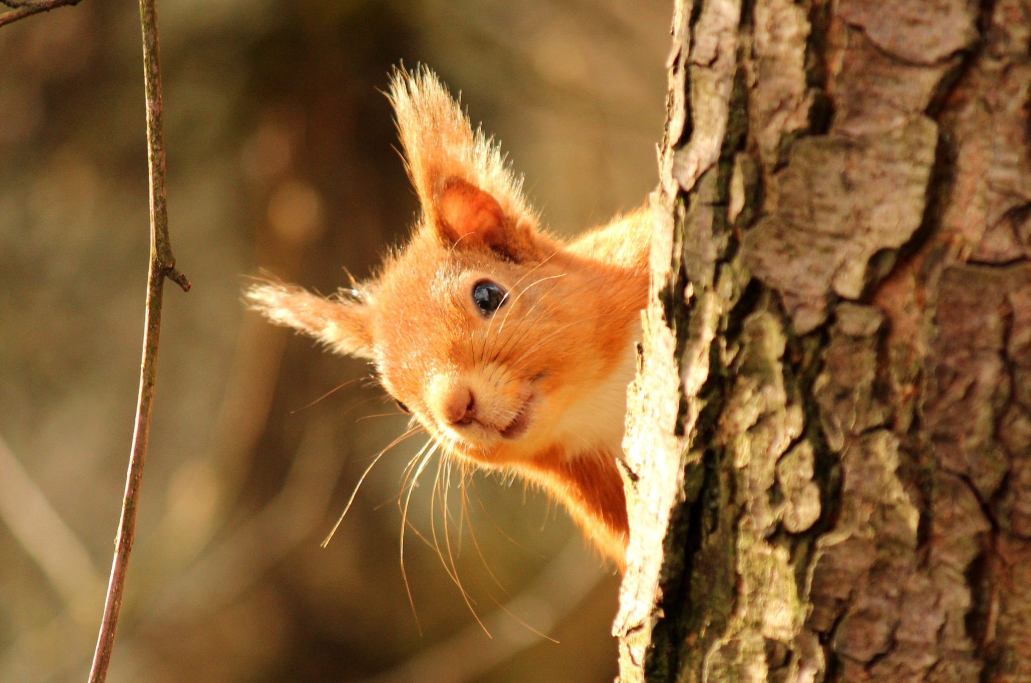 Red squirrels are holding strong | Scottish Wildlife Trust