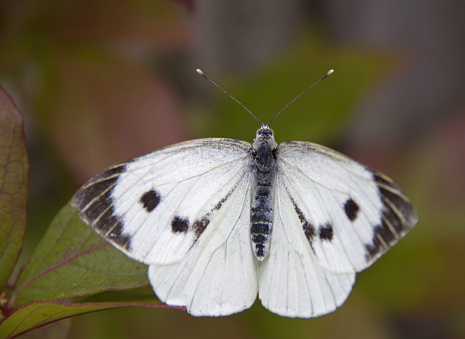 small white butterfly        
        <figure class=