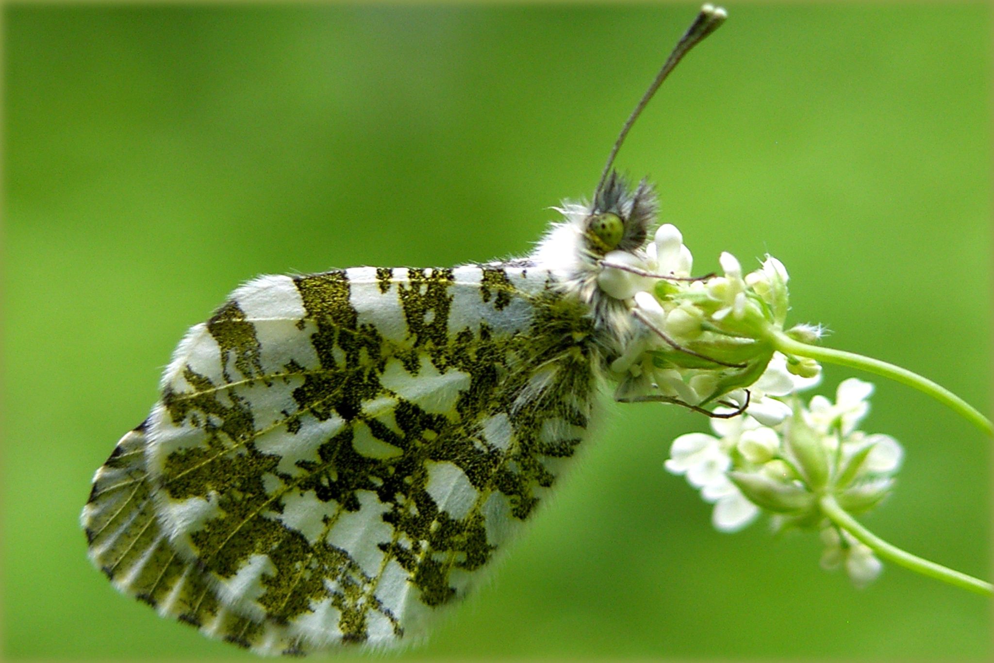 White Butterflies: Pictures and Identification Tips - Green Nature