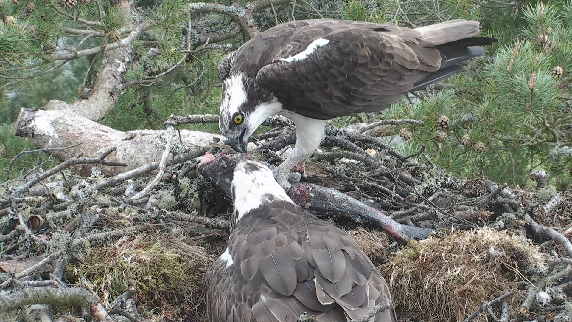 Growing Ospreys Scottish Wildlife Trust