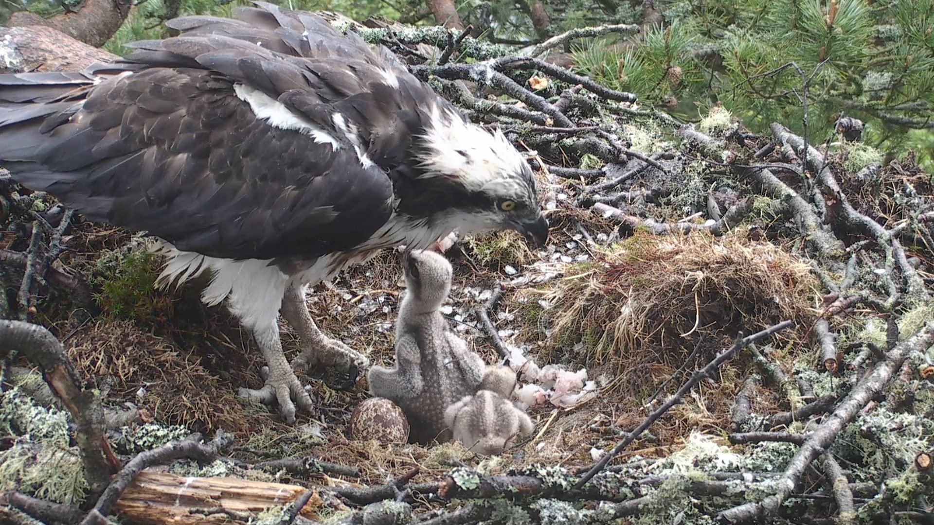 osprey webcams uk