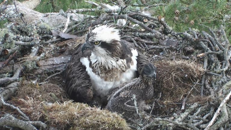 A Final Update From The Spo Team Scottish Wildlife Trust