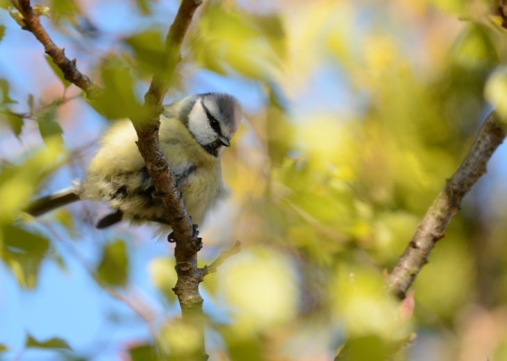  blå tit © Richard Hebb 