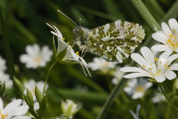 Female Orange-tip butterfly © Les Binns