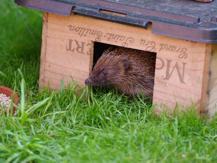 Hedgehog in a feeding box © Gillian Day