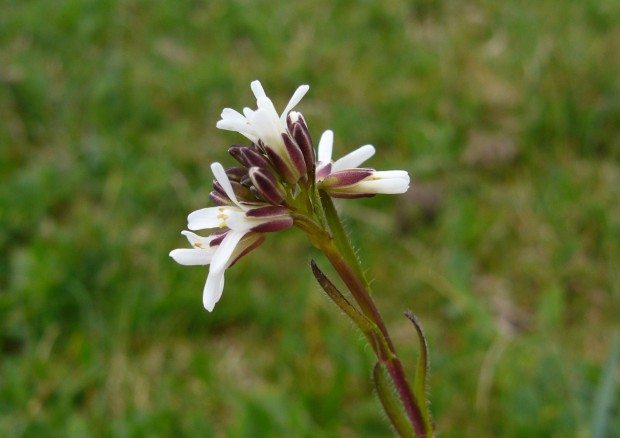 © Lizzie Wilberforce- Hairy rock cress