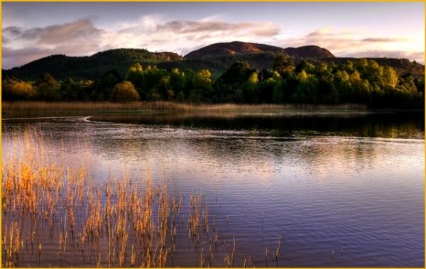 Celebrating 50 years of Ospreys at Loch of the Lowes | Scottish ...