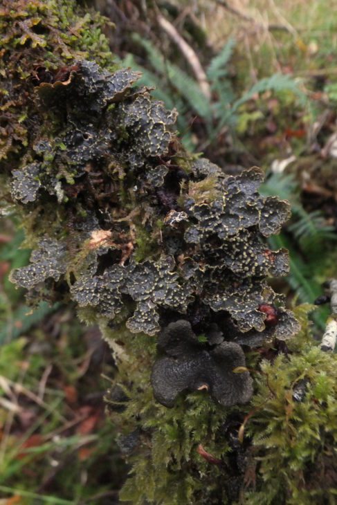 Norwegian specklebelly lichen © Sandy Coppins