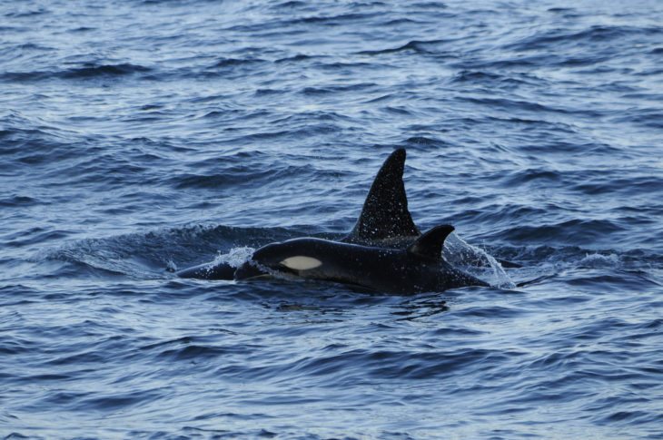 Orca calf and mother 