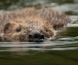 Beaver © Philip Price, Scottish Beaver Trial