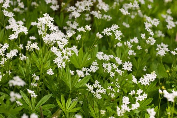 Sweet woodruff © Paul Lane