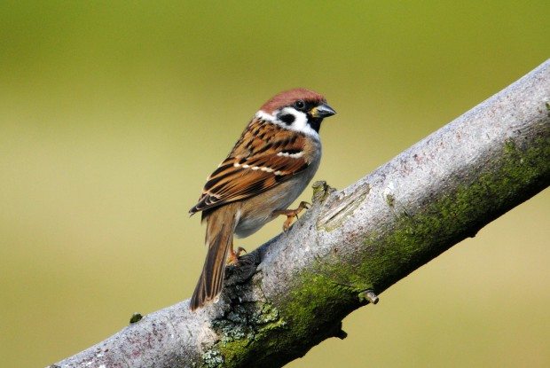 Tree Sparrow © Amy Lewis