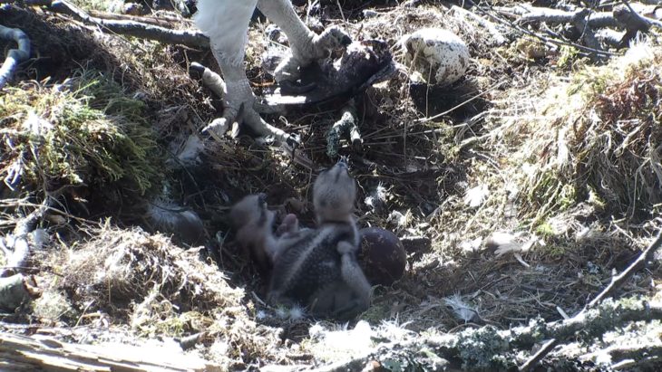The two osprey chicks in their nest at Loch of the Lowes Wildlife Reserve