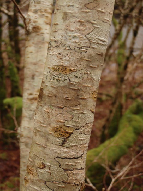 Crustose lichens © Brian and Sandy Coppins