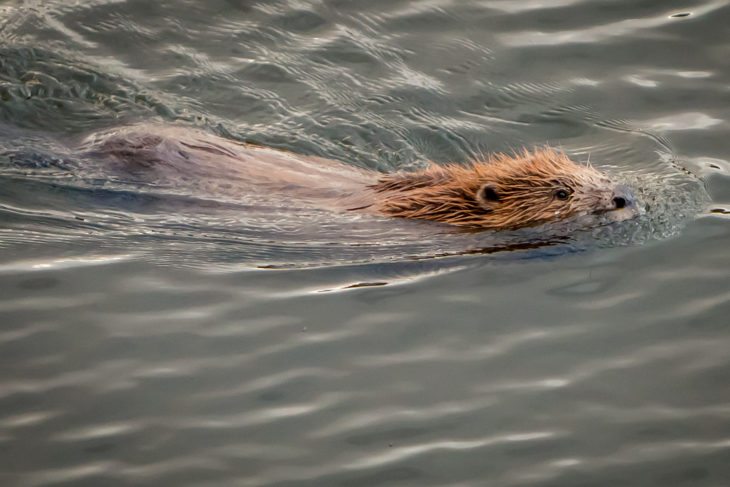 Beaver swimming © Ron Walsh