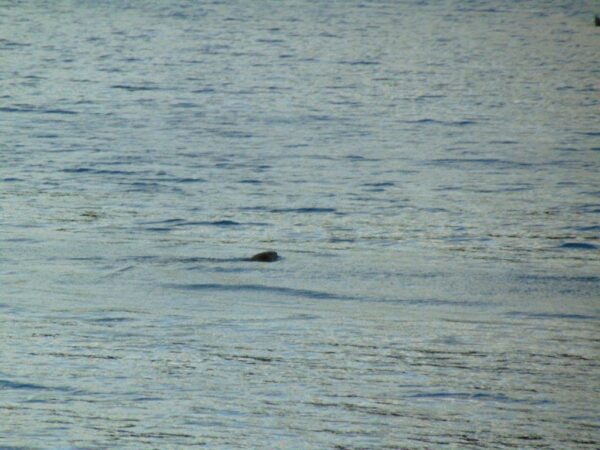 Beaver Sightings! | Scottish Wildlife Trust