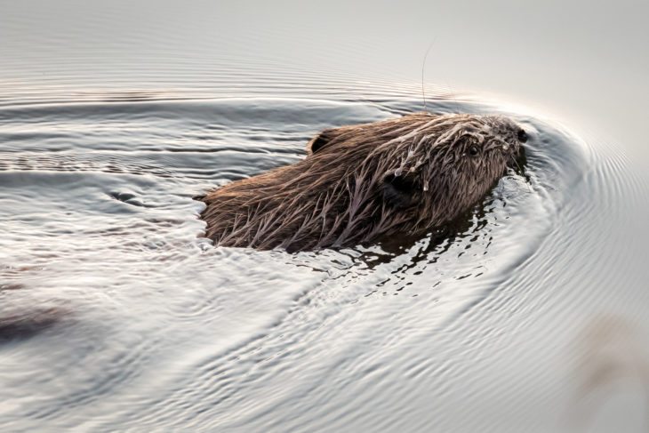 Beaver at Loch of the Lowes © Ron Walsh