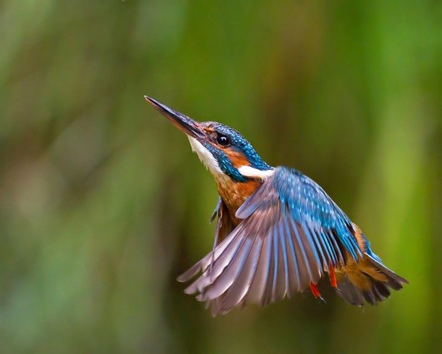 Kingfisher ©Malcolm Brown