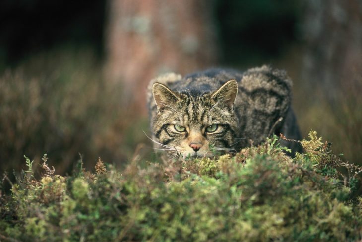 Scottish wildcat