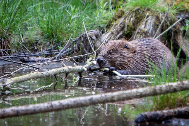 Juvenile Beaver © Ron Walsh