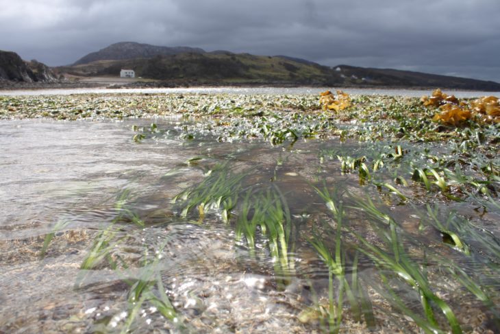 Eelgrass meadow near Ord, Skye © Project Seagrass