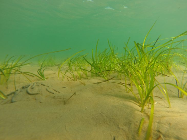 Eelgrass uses its roots to extract nutrients from the sediment © Project Seagrass