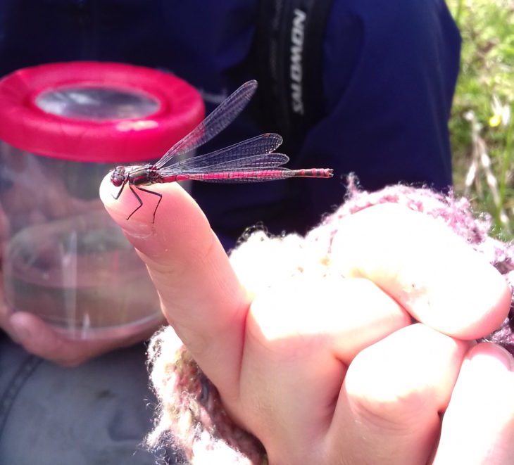 Large Red Damselfly