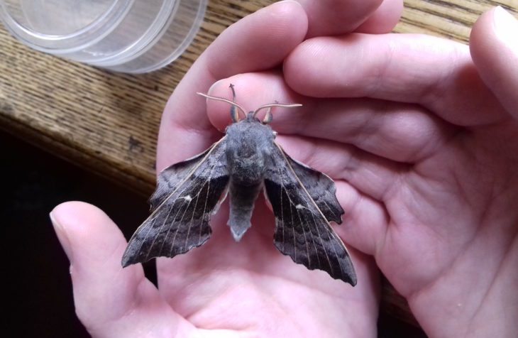 Poplar Hawkmoth