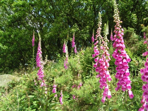 Foxglove ©Richard Burkmar