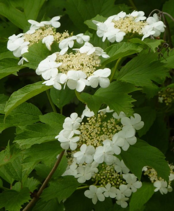 Guelder rose © Andrew Hill