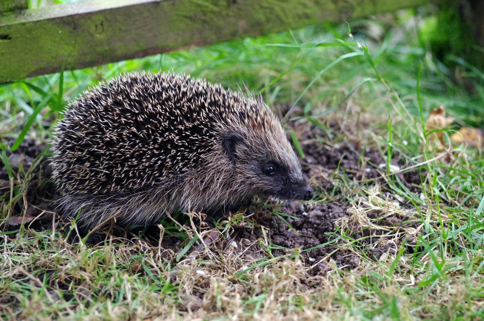 How Tall Should A Hedgehog House Be