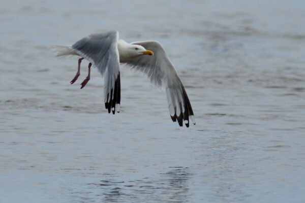 More than just 'seagulls'! | Scottish Wildlife Trust