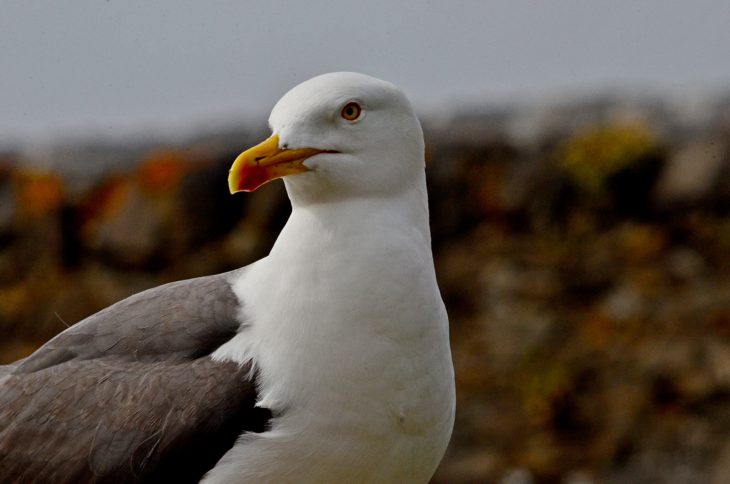 SEAGULL TRAPS (HOW TO MAKE ) 