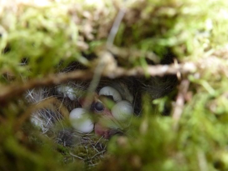 Wren nest © Laura Preston