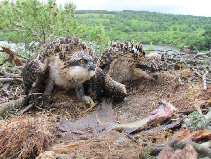 The two ringed osprey chicks at Loch of the Lowes © Keith Brockie