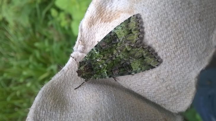 Moth Trapping at Home - All Things Wildlife.co.uk